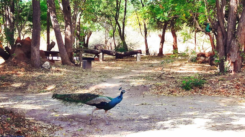 Pelican View Cottages Kataragama Extérieur photo